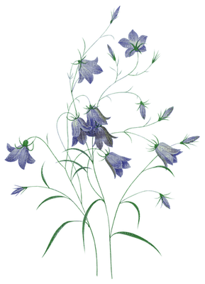 fleur bleu.Cheyenne63 - png ฟรี