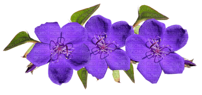 fleur, flower, kukka - PNG gratuit