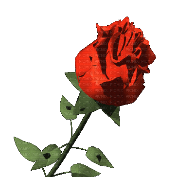 Trandafir rosu - Darmowy animowany GIF