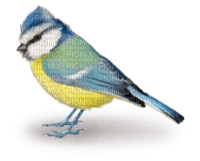 Kaz_Creations Birds Bird - png grátis