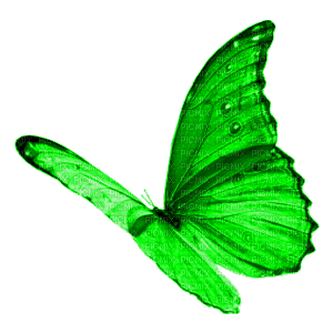 BUTTERFLY! - png gratuito