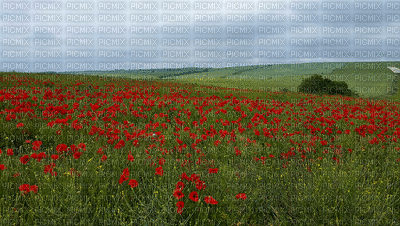 Landscape.Paysage.Poppies.Coquelicots.fleurs.Victoriabea - GIF เคลื่อนไหวฟรี