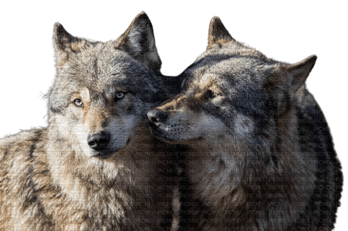 Loups amoureux - δωρεάν png