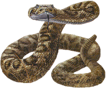 snake bp - Bezmaksas animēts GIF
