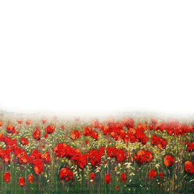 flores  poppies dubravka4 - png gratis