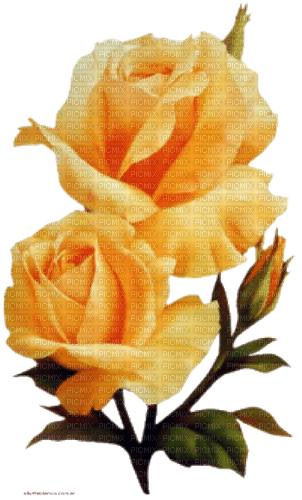 Zwei Rosen, gelb, roses - PNG gratuit