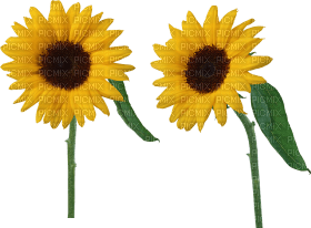Kaz_Creations Deco Flowers Sunflower Flower - kostenlos png