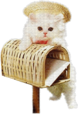 Cat & Mailbox - Zdarma animovaný GIF