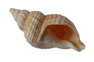 sea shells bp - png ฟรี
