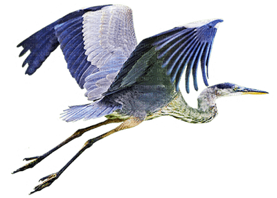 crane birds bp - Free PNG