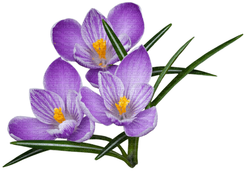 dolceluna deco flowers purple - PNG gratuit