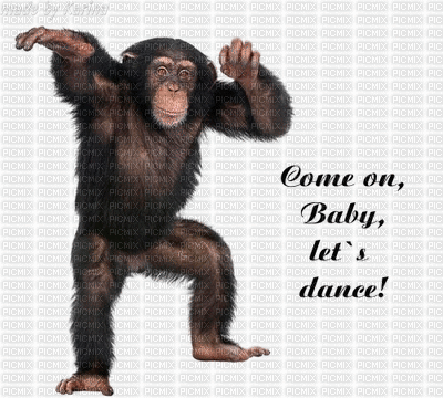 dancing ape - GIF animé gratuit