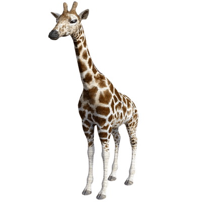 giraffe, kirahvi - PNG gratuit
