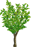 tree - Zdarma animovaný GIF