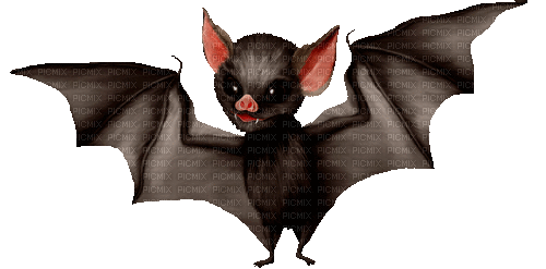 Bat.Black.Animated - KittyKatLuv65 - Gratis animeret GIF
