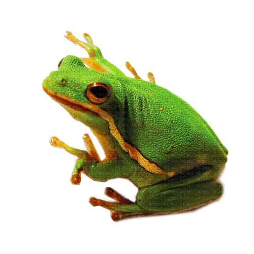 FROG - 無料png