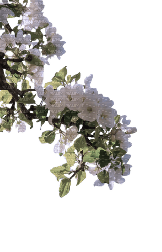 Spring Branch - 無料png