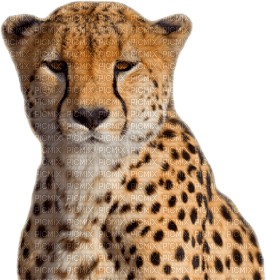 cheetah bp - ücretsiz png