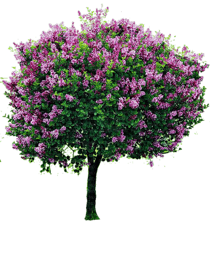 Lilac Tree - ilmainen png