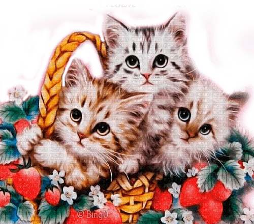 Y.A.M._Cats - 免费PNG