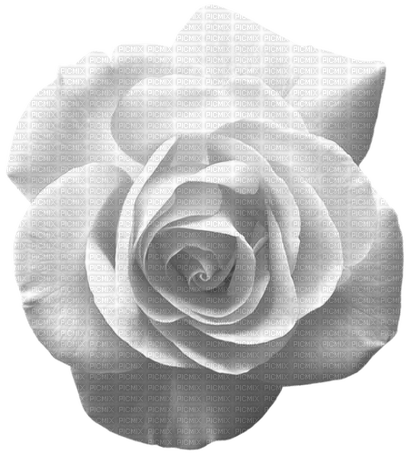 Rose.White - gratis png