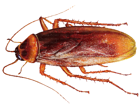 glitter cockroach - Darmowy animowany GIF
