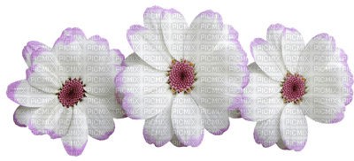 kukka fleur flower - nemokama png