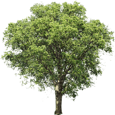 Baum - png gratuito