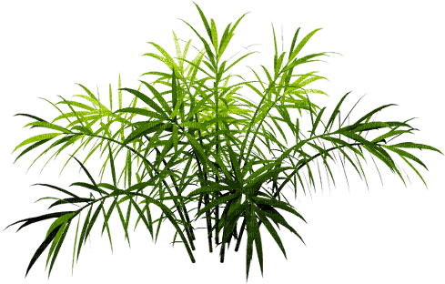 Planta de color verde - PNG gratuit