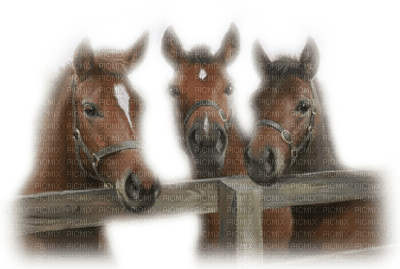 caballos - darmowe png