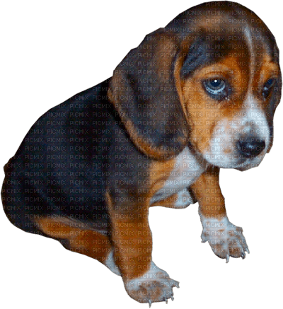 puppy dog beagle - δωρεάν png