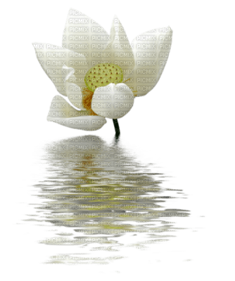lotus - nemokama png