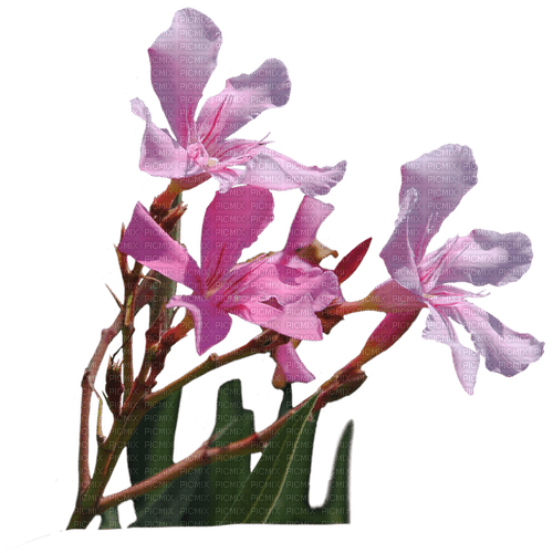 oleander - безплатен png