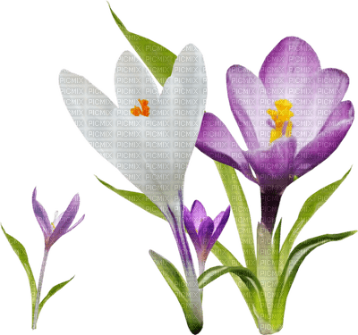 Flowers - nemokama png