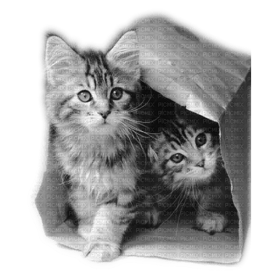 chat dans une poche - nemokama png