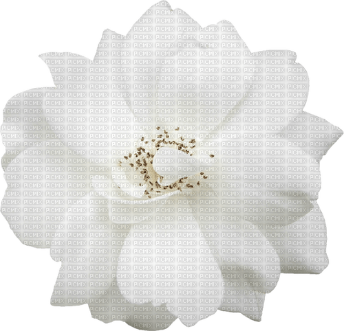 autumn deco kikkapink png white flower - 無料png