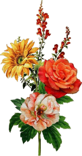 Blumen, Rosen, Rot, Orange - фрее пнг