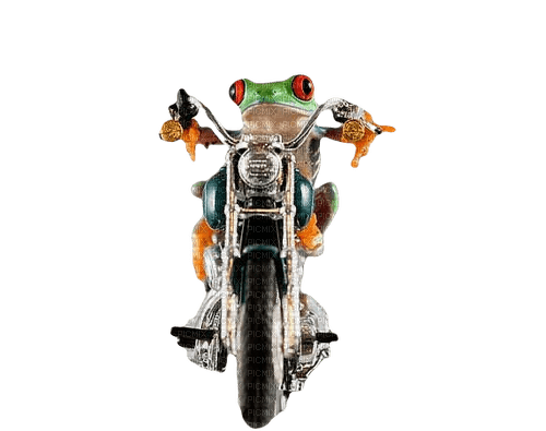 motorcycle frog - zdarma png