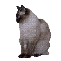 Cat.Chat.Gato.Siames.gif.Victoriabea - Free animated GIF