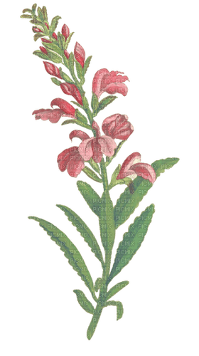 flowerr - png grátis