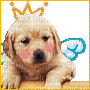 puppy - 免费动画 GIF