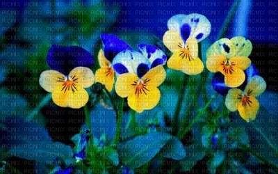 Kaz_Creations Backgrounds Background Flowers - безплатен png