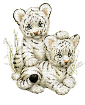 bébé tigre blanc - Бесплатни анимирани ГИФ