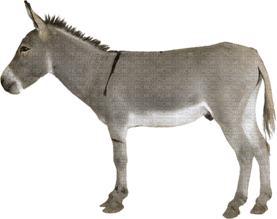 burro - безплатен png