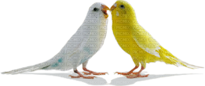 parrots - PNG gratuit