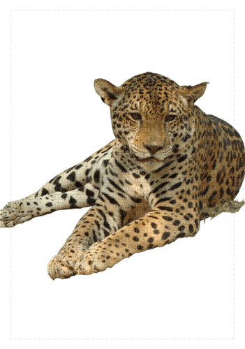 leopard milla1959 - besplatni png