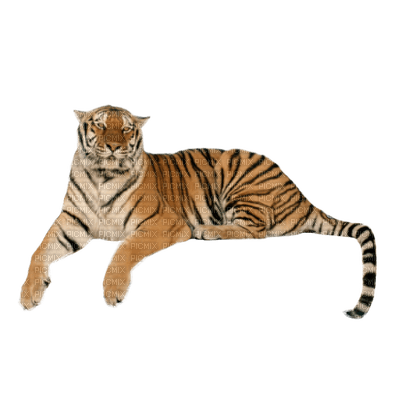 Kaz_Creations Animals Tiger - png gratuito