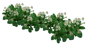 fleur blanche.Cheyenne63 - GIF animé gratuit