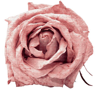 minou-pink rose-rosa ros - kostenlos png