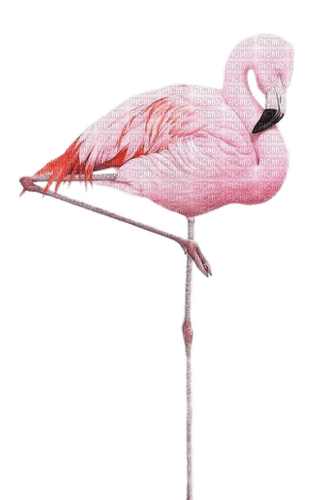 Flamingo, Aquarelle - bezmaksas png